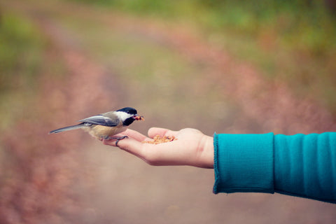 Feeding birds