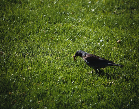 Blackbird Eating