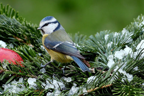 Blue tit