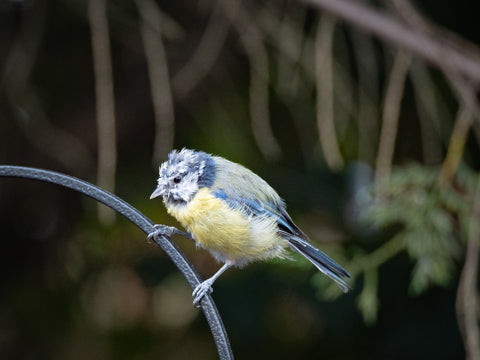 Species of Birds in the UK