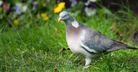 British Garden Birds