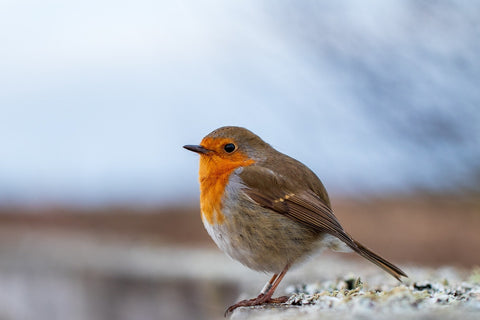 British Garden Birds