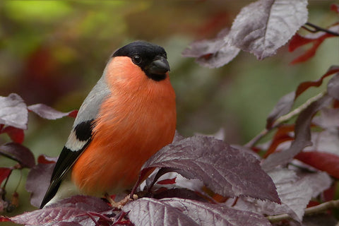 bullfinch