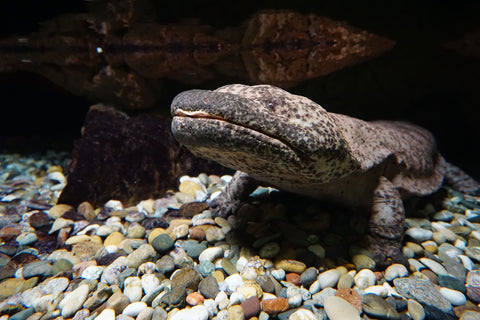 Chinese giant salamander