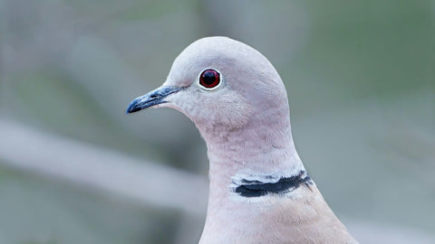 Collared Dove