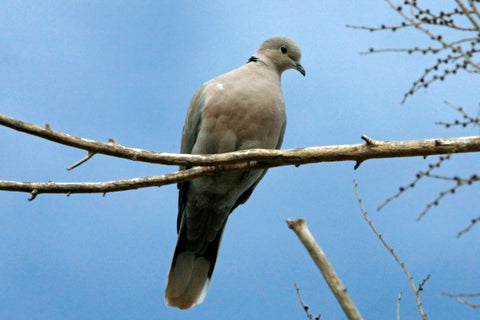 Collared Dove