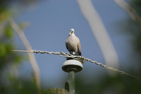 Collared Dove