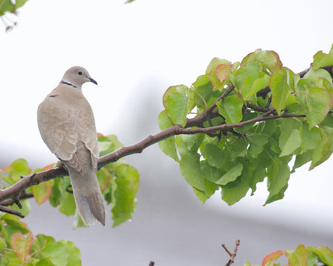 Collared Dove