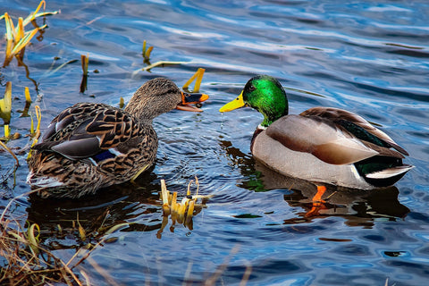 Ducks on a pond