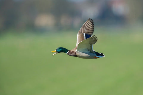 Flying Duck