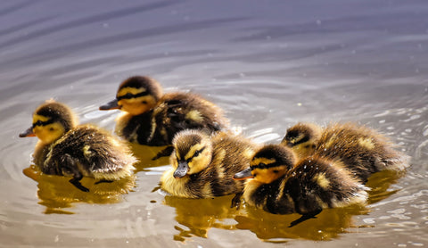 Ducklings