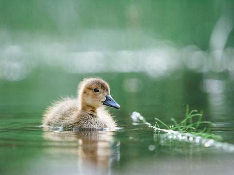 Duckling