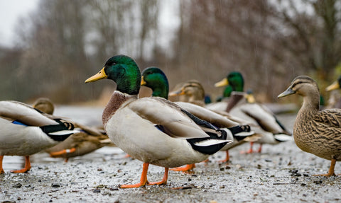 Ducks