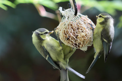 Bird Fat Balls