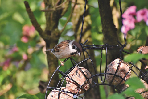 Bird Fat Balls