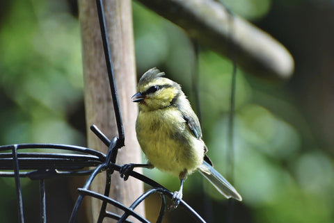 Bird Fat Balls