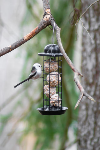 Birds eating fat balls