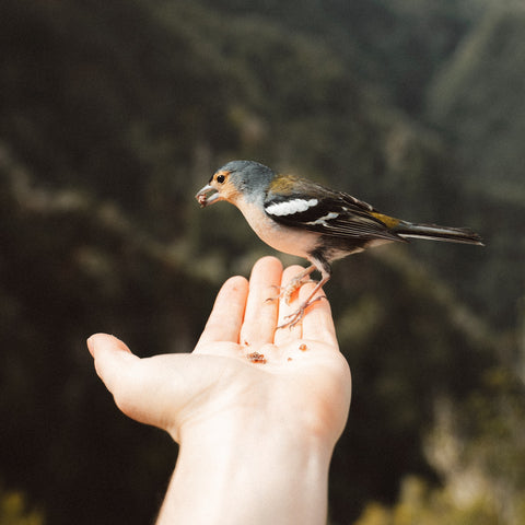 Hand feeding a bird