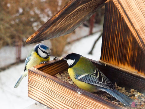 Birds Eating from a Nest Box