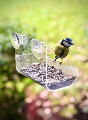 Feeding birds