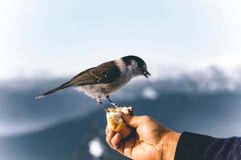 Feeding Birds