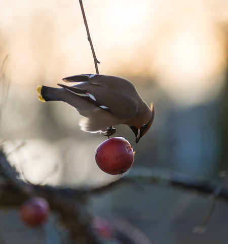 Feeding Birds