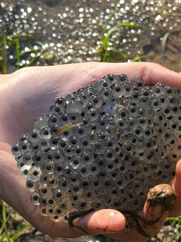 Frog Spawn