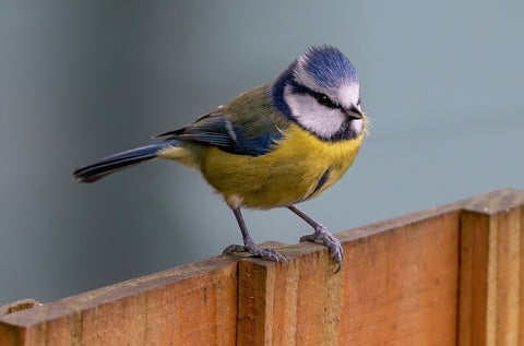 Blue tit