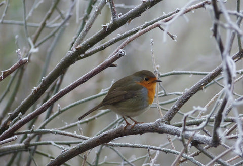 Sheltered bird