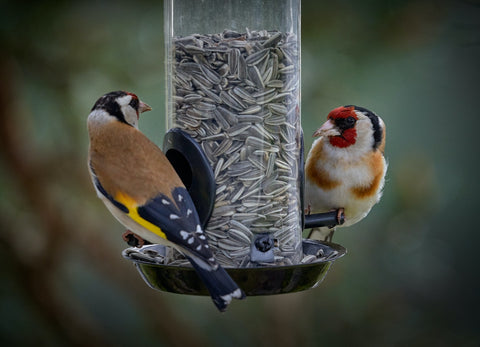 Goldfinch