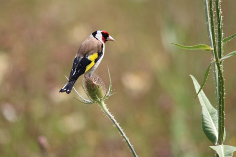 Goldfinch