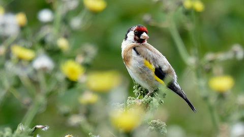 Goldfinch