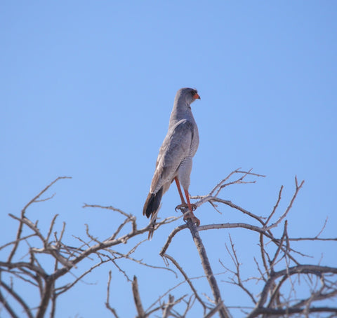 Goshawk