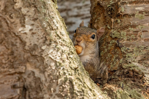 Grey Squirrel