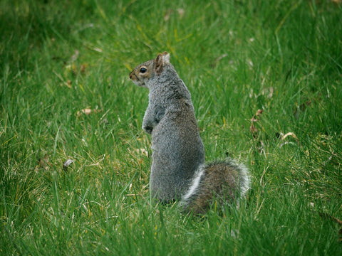 Grey Squirrel