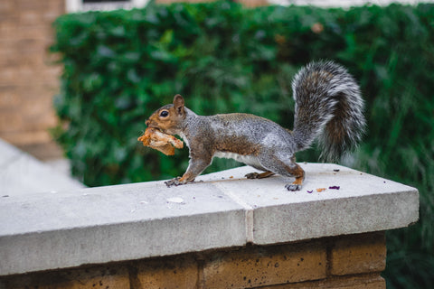 Grey Squirrel