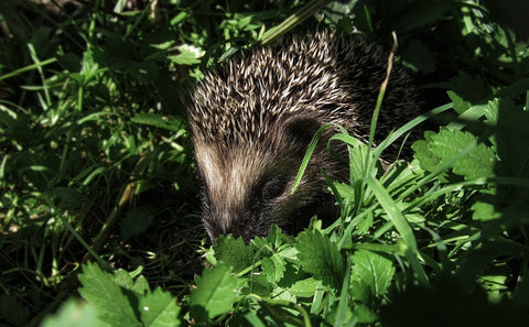 Hedgehog