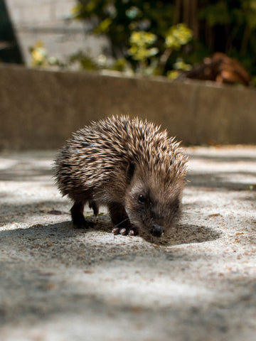 Hedgehog