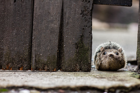 Hedgehog Hideaway