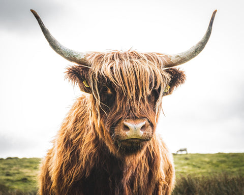 Highland Cow