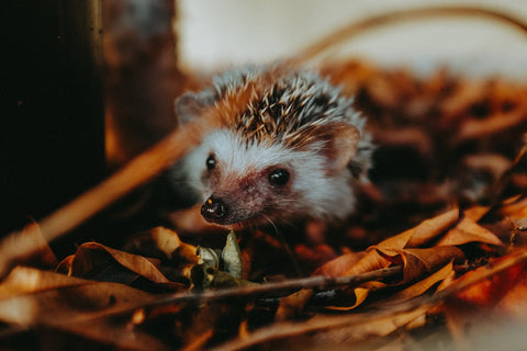 Cosy Hedgehog