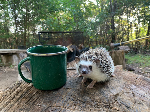 Encouraging hedgehogs to stay in your garden