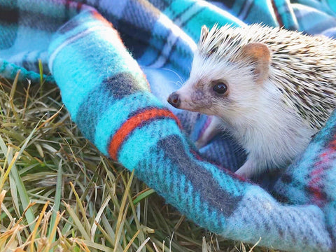 Hedgehog on a blanket