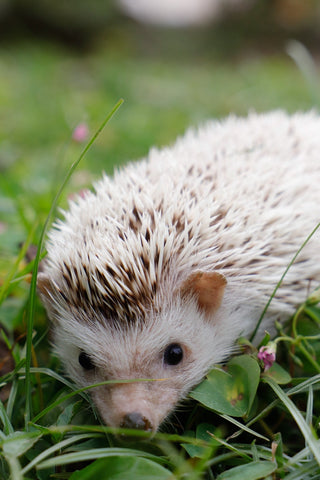 Cute hedgehog