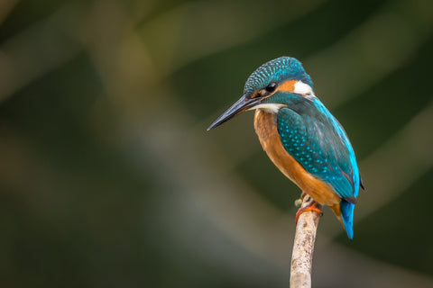 Kingfisher