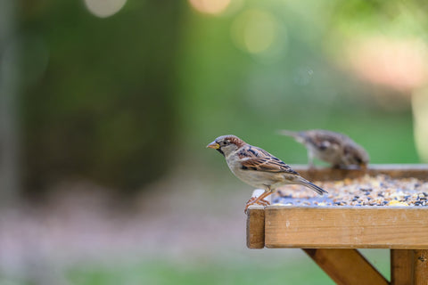 Bird table