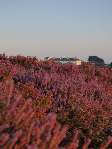 Minsmere