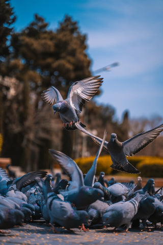 Flock of Pigeons