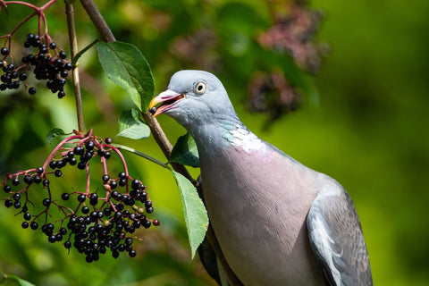 Pigeon eating berries