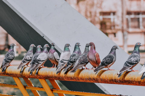 Row of Pigeons